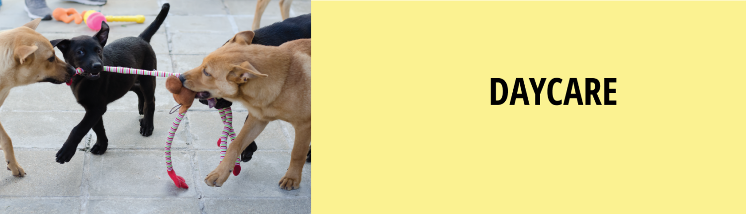 Dogs pulling on toys | Ponga's Pet Palace Dog Daycare