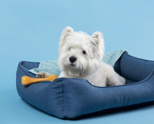 Pongas Pet Palace adorable-white-little-puppy