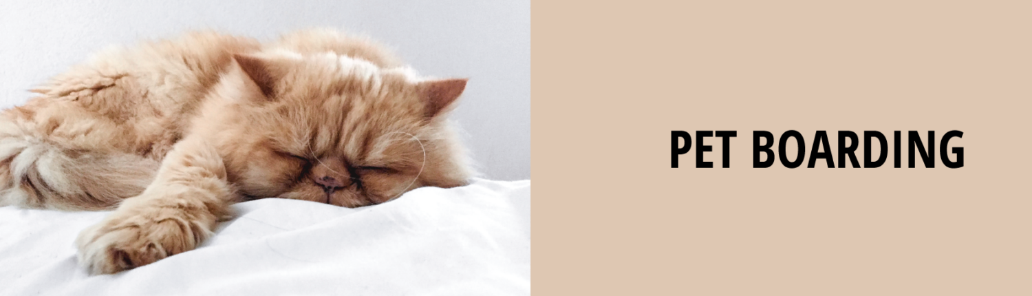 orane tabby cat sleeping | Ponga's Pet Palace
