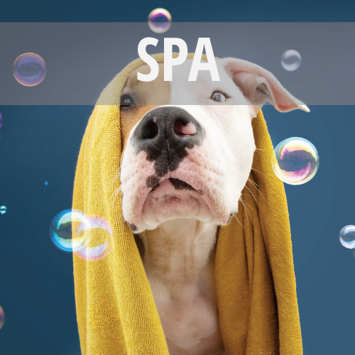 Dog with towel on head and bubbles at Ponga's Pet Palace