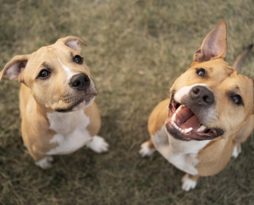 two dogs looking up | Ponga's Pet Palace